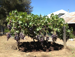 Old Grape Vine